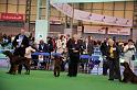 Crufts2010 968